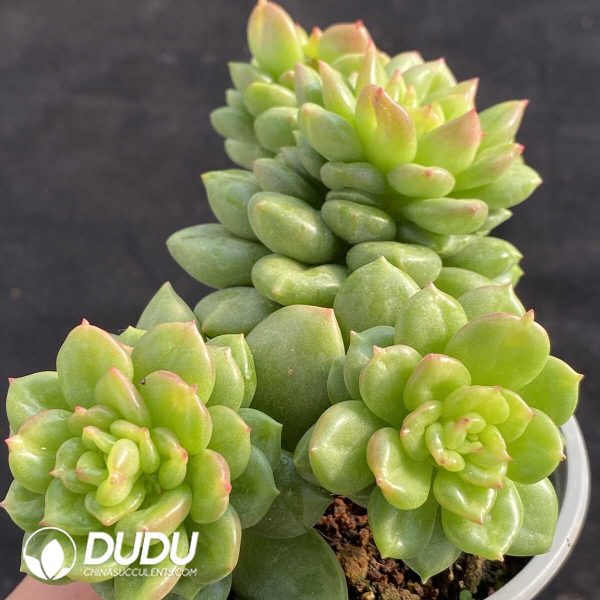 Echeveria Apple blossom clustering - Image 2