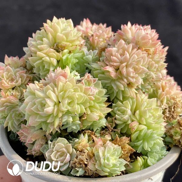 Echeveria Brilliant Wheat Straw Clustering - Image 2