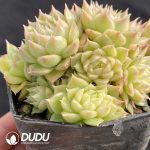 Echeveria White Peach Bubble Clustering - Image 2