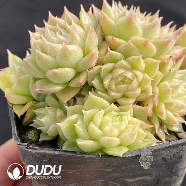 Echeveria White Peach Bubble Clustering - Image 2