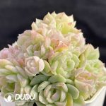 Echeveria Cherry Blossom Straw Clustering - Image 2