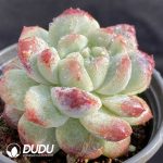 Echeveria Bing Dwen Dwen - Image 2