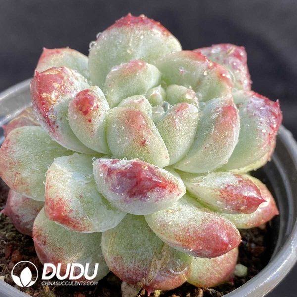 Echeveria Bing Dwen Dwen - Image 2