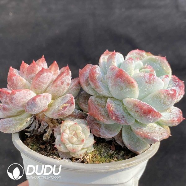 Echeveria Bing Dwen Dwen Clustering - Image 2