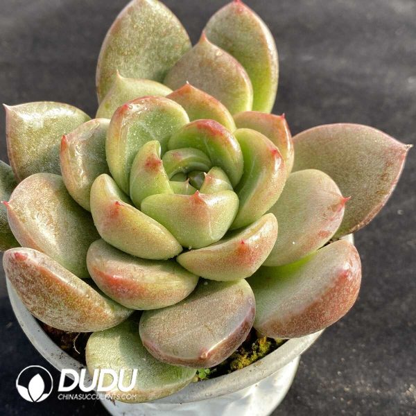 Echeveria Korean Jenny - Image 2