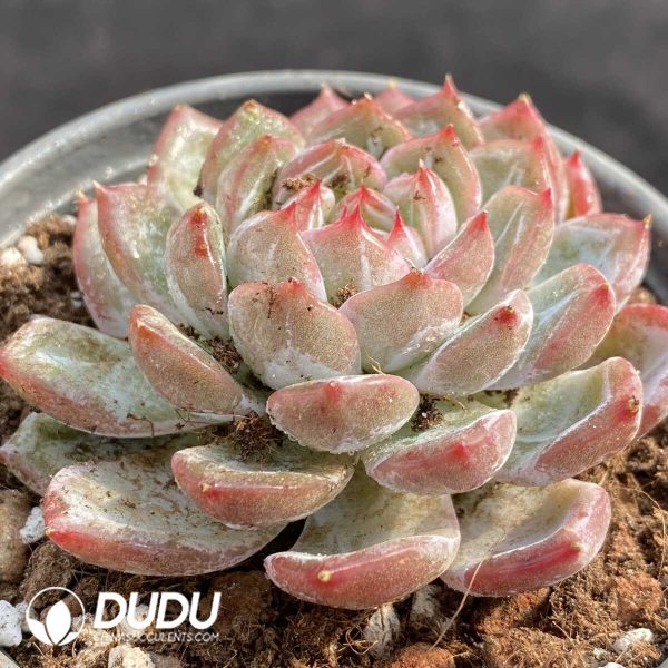 Echeveria Flora - Image 2