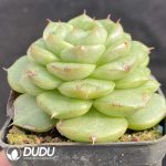 Echeveria Malgan - Image 2