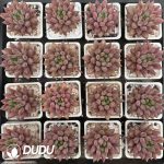 Echeveria Yuji - Image 2