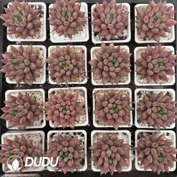 Echeveria Yuji - Image 2