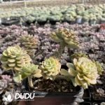 Echeveria Tinkerbell Variegated Clustering - Image 2