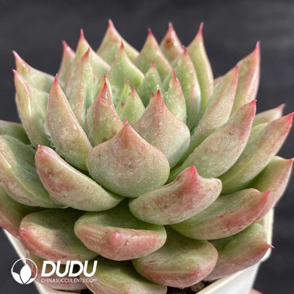 Echeveria Snow Mountain Jenny - Image 2