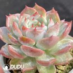 Echeveria Pikachu - Image 2
