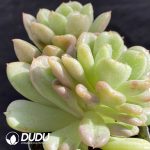 Echeveria Bill Gates Double Heads - Image 2
