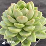 Echeveria Green Light - Image 2