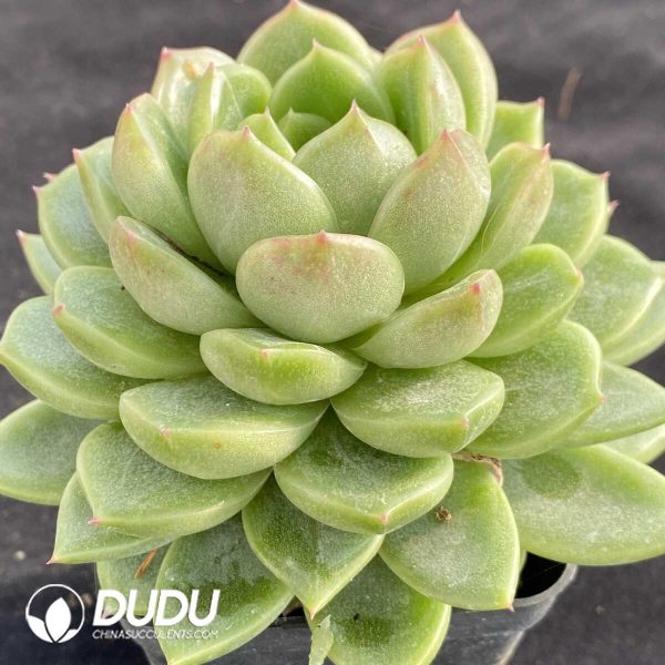 Echeveria Green Light - Image 2