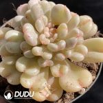 Echeveria Bill Gates - Image 2