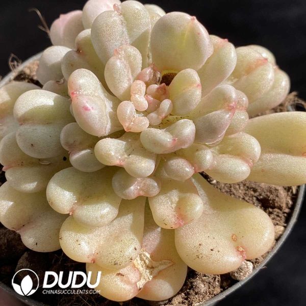 Echeveria Bill Gates - Image 2