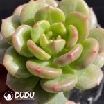 Echeveria Champagne Hybrid - Image 2