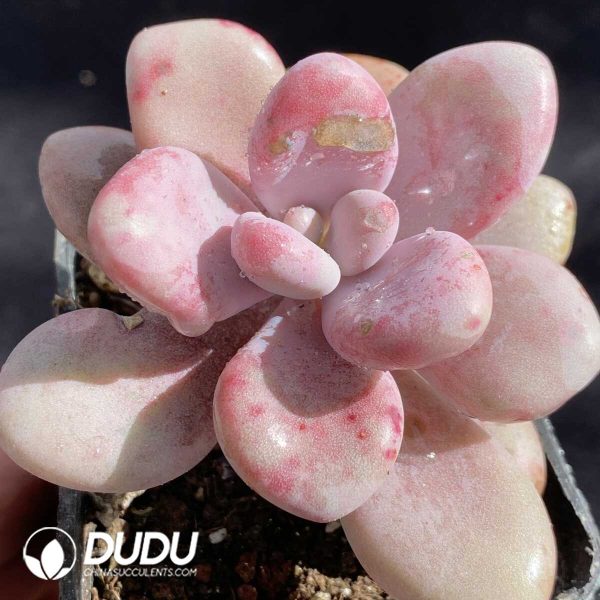 Graptopetalum Amethystinum - Image 2