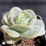 Echeveria Lovely Rose - Image 2