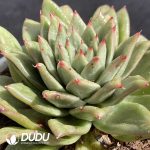 Echeveria Protrusion Maria - Image 2