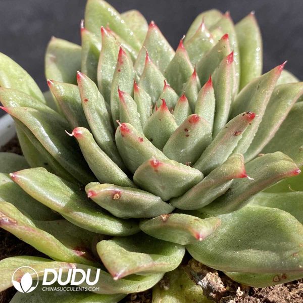 Echeveria Protrusion Maria - Image 2