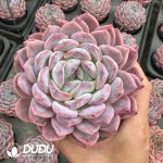 Echeveria Amber - Image 2