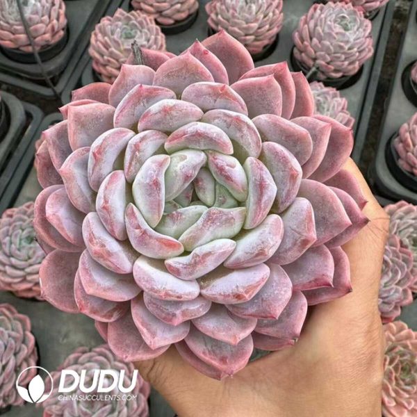 Echeveria Amber - Image 2