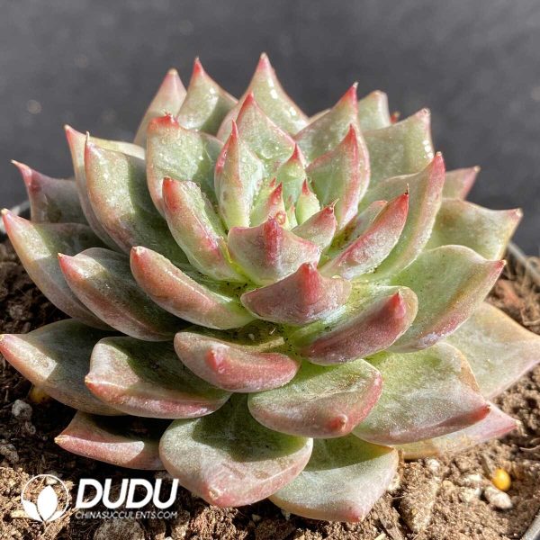 Echeveria Snow Mountain Jenny - Image 2