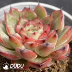 Echeveria Star Jenny - Image 2
