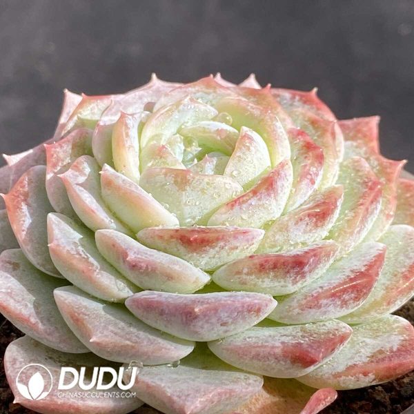 Echeveria Pink Love - Image 2