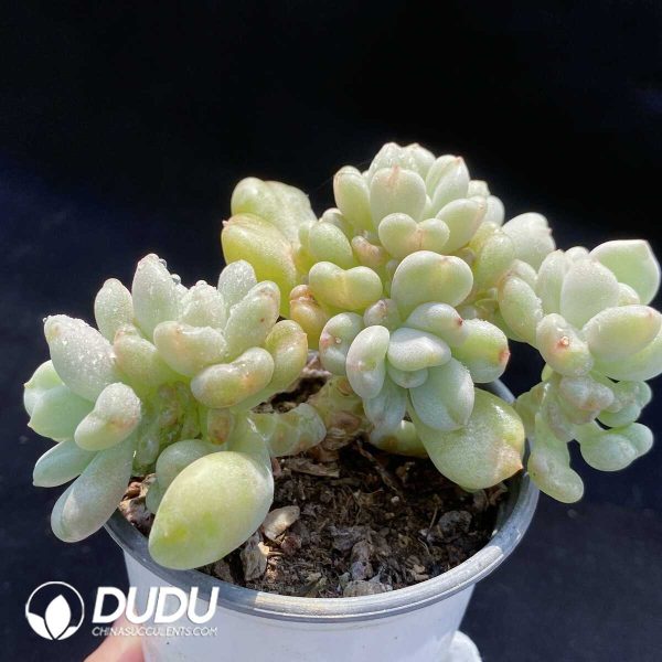 Echeveria Bill Gates Cluster - Image 2