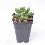 Euphorbia gamkaensis - Image 2