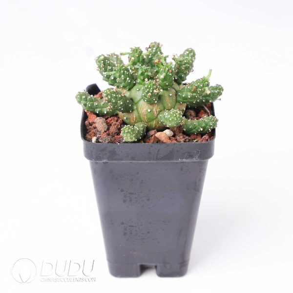 Euphorbia gamkaensis - Image 2