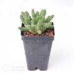 Euphorbia gamkaensis - Image 2