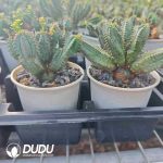 Euphorbia tubiglans - Image 2