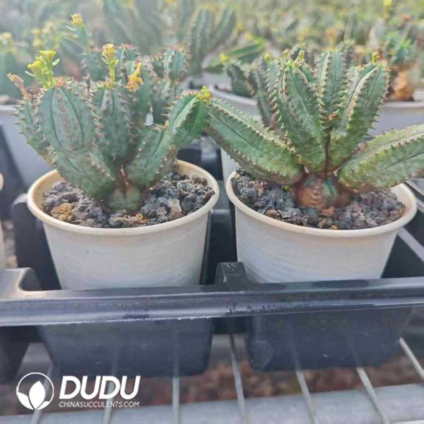 Euphorbia tubiglans - Image 2