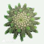 Euphorbia gorgonis - Image 2