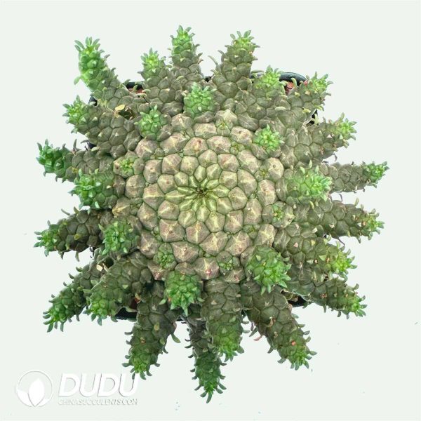 Euphorbia gorgonis - Image 2