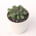 Euphorbia atroviridis - Image 2