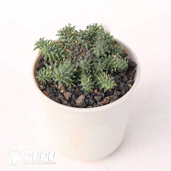 Euphorbia atroviridis - Image 2