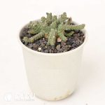 Euphorbia brevirama - Image 2