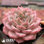 Echeveria Oblivion Night - Image 2