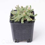 Euphorbia brevirama - Image 2