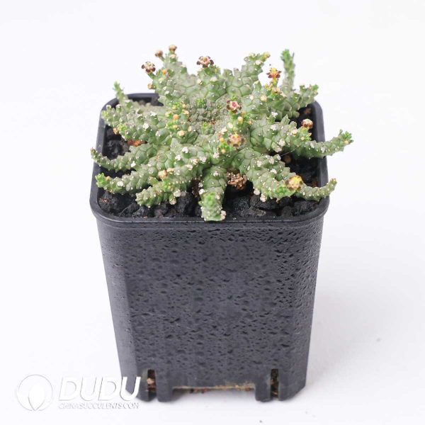 Euphorbia brevirama - Image 2