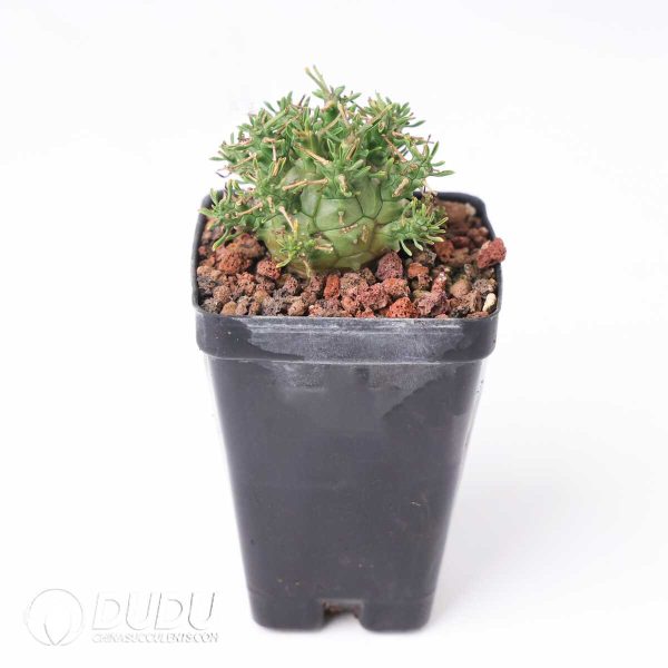 Euphorbia astrophora - Image 2