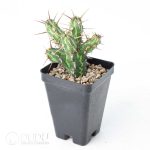 Euphorbia kalisana - Image 2