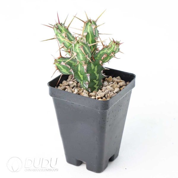 Euphorbia kalisana - Image 2