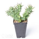 Euphorbia tortirama R.A.Dyer - Image 2