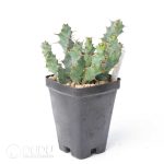 Euphorbia clavigera var. (blue) - Image 2